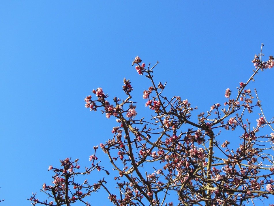 emperor shrub virburnum farreri