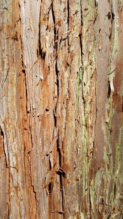 tree the bark texture trunk