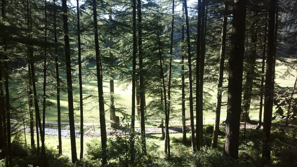 forest woods india landscape