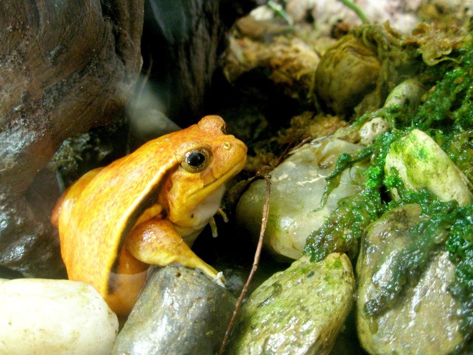 frog tomato amphibian zoo