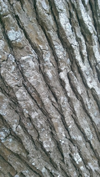 tree trunk texture brown surface