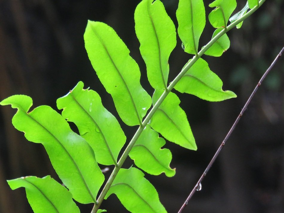 twig leaves plant green lush