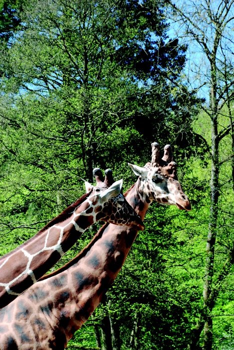 giraffes zoo neck africa pattern