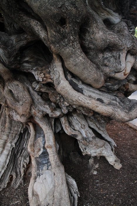 olive texture wood
