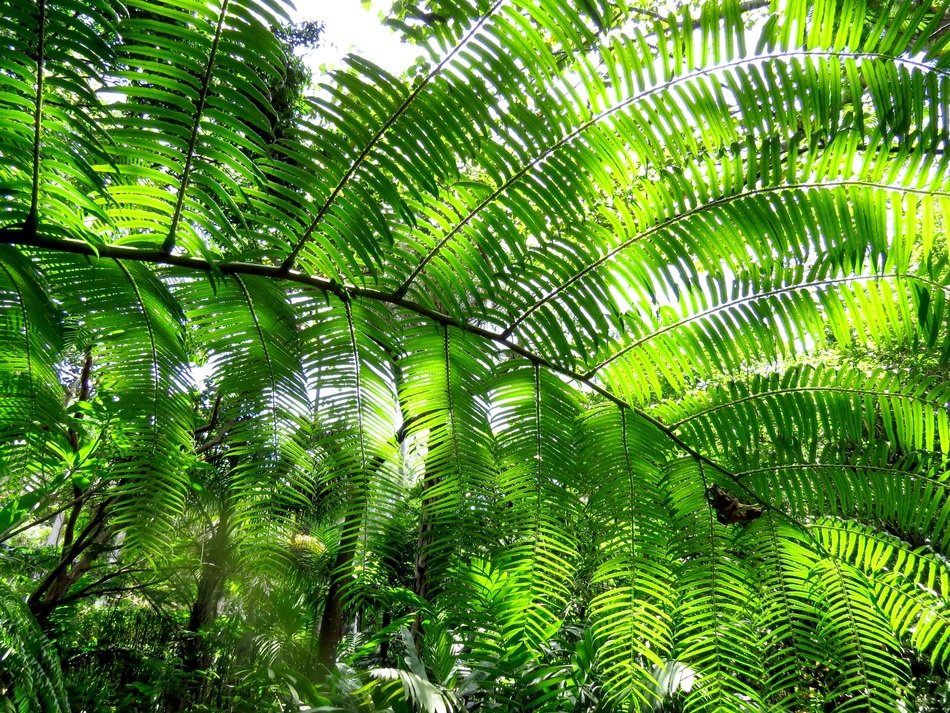 fern leaves texture green