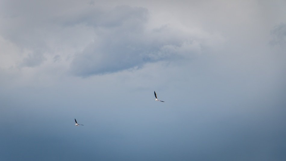 birds sky nature background blue