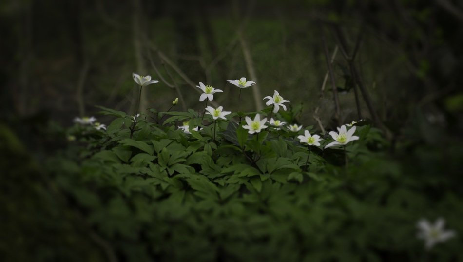 flowers plants white gardening