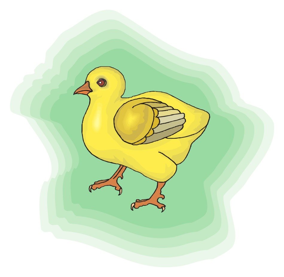 baby bird yellow chicks chicken
