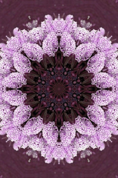 flower hyacinth garden background