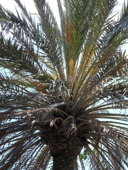palm sky leaves