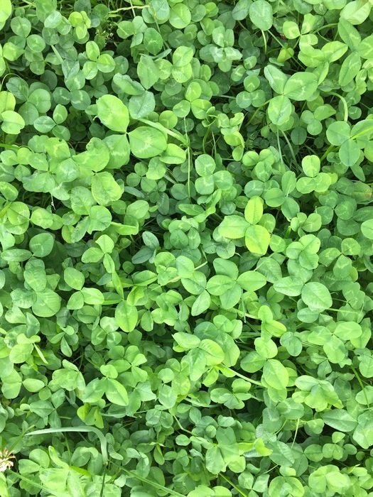 nature green luck