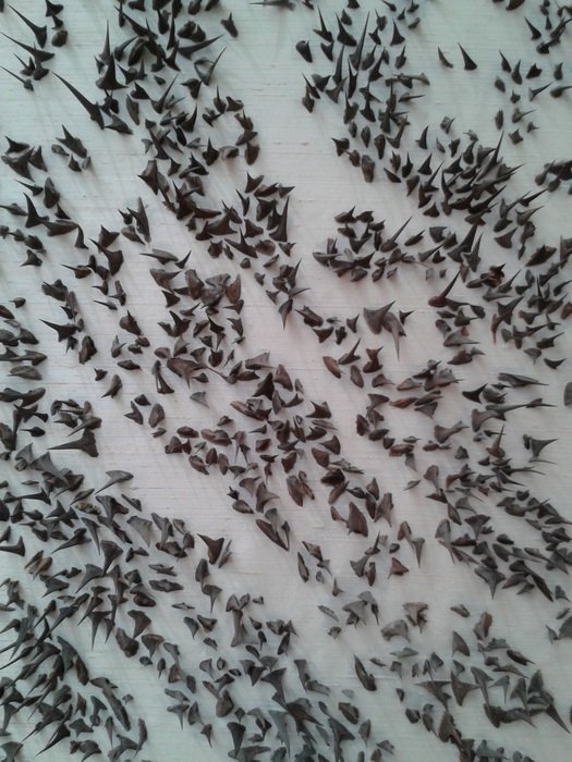 background d C3 A9tail thorn little