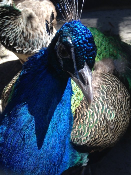 peacock colors mother nature