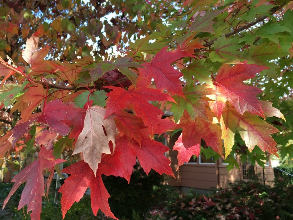 autumn leaves red