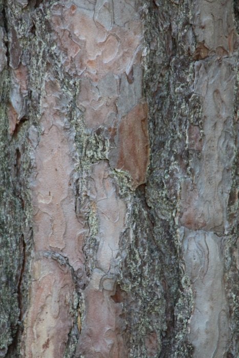 the bark forest tree texture