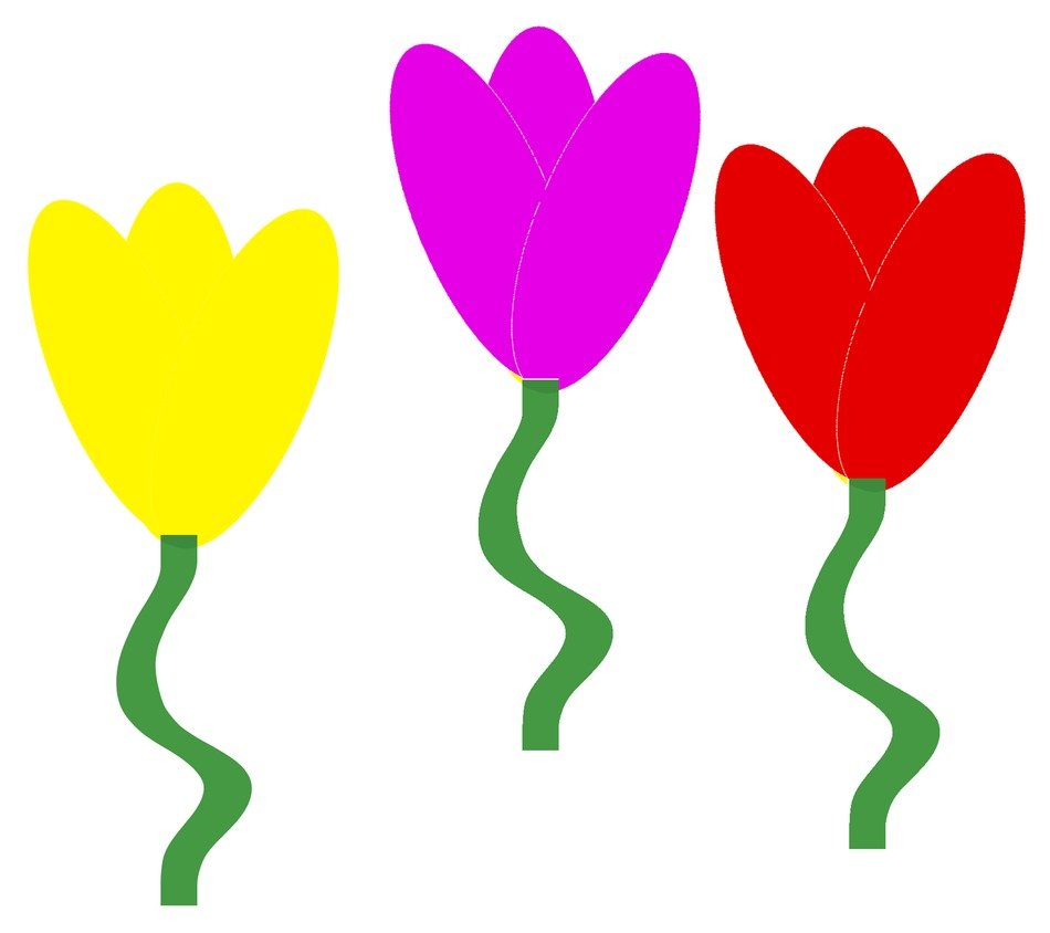 tulips flowers spring