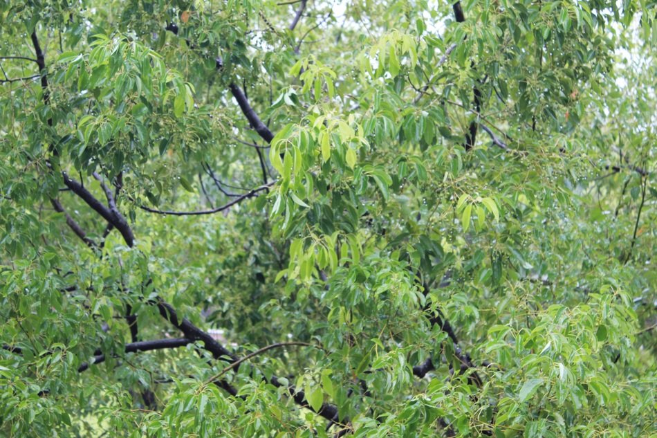 trees green tree background