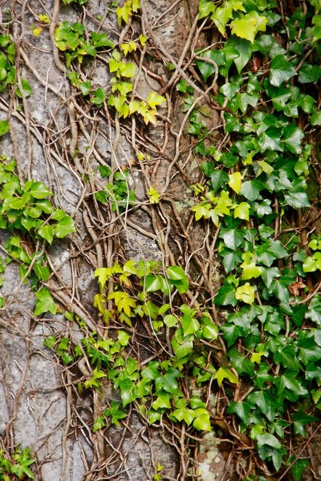 tree trunk natural bark leavs clambering plant