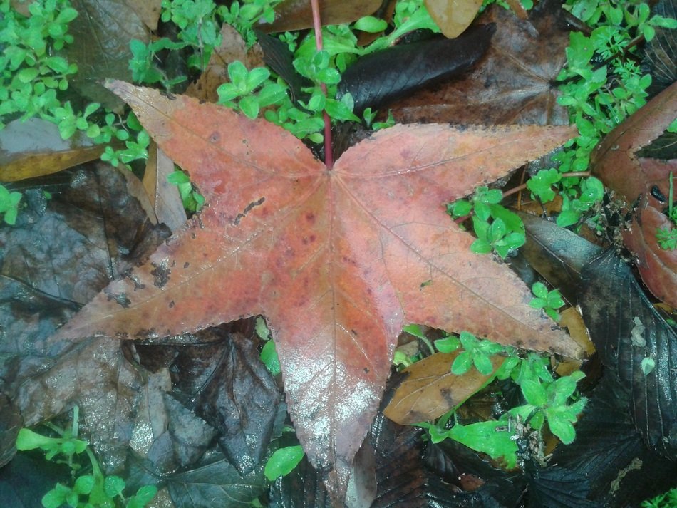 leaves fall autumn