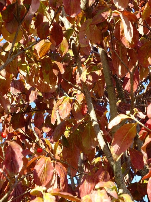 leaves autumn dogwood seasonal