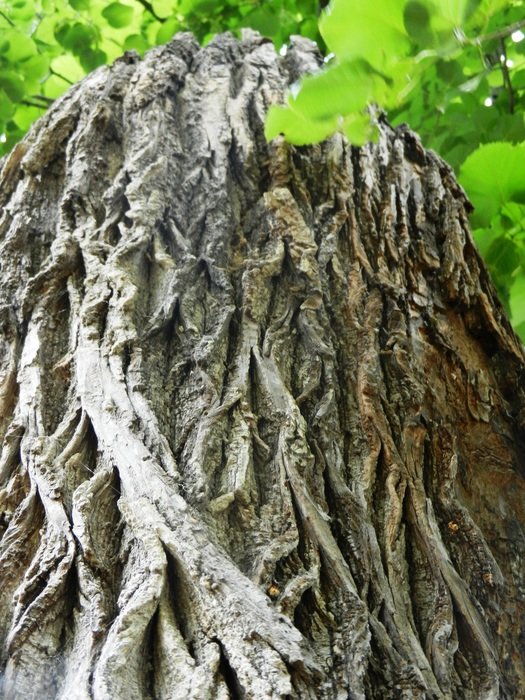 tree konar texture forest trunk