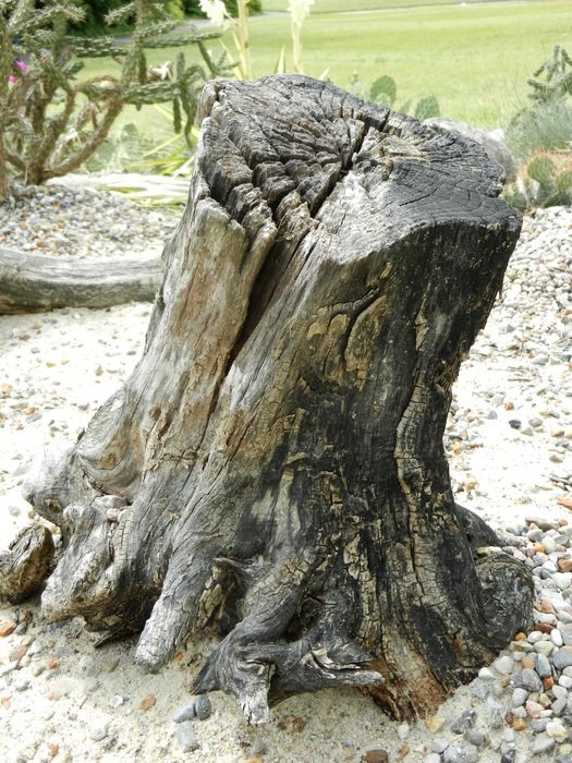 the bark of the tree texture