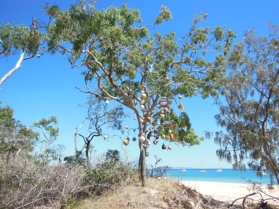 island tree tropical exotic