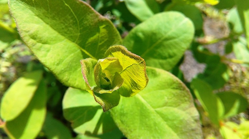 green plant nature environment