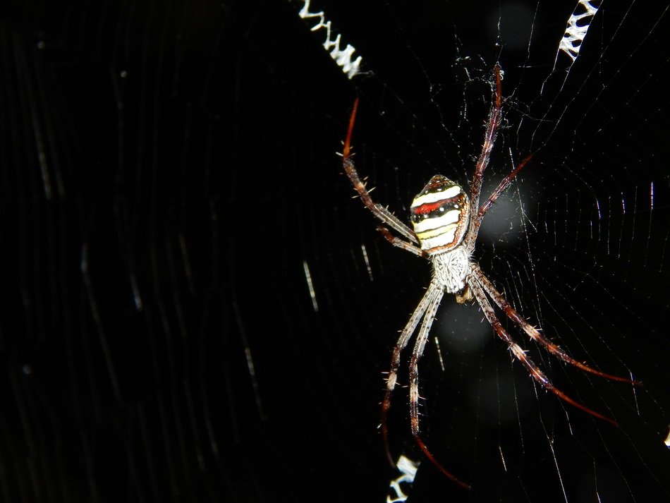 black spider wave nature insect