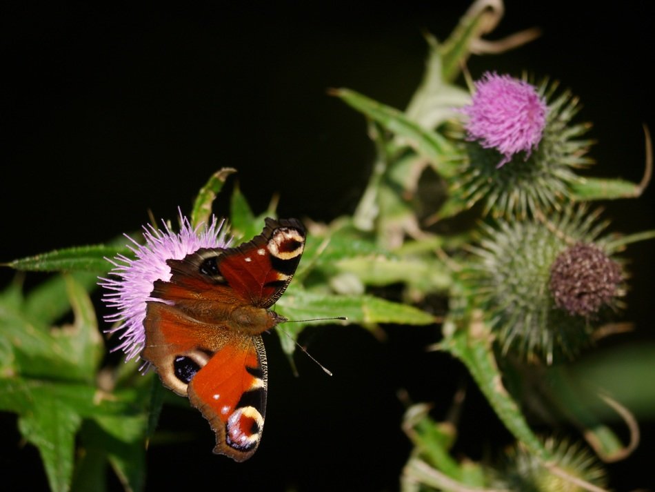 butterfly nature insect