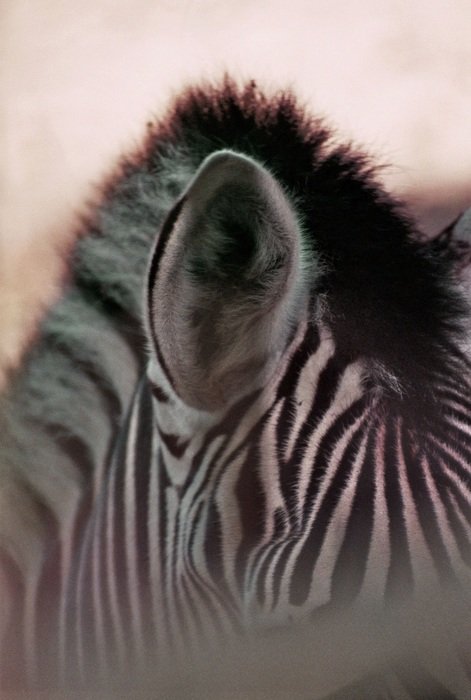 zebra stripes plains