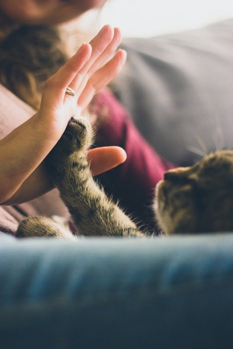 cat playing with the human