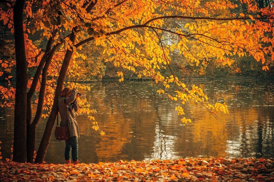 autumn fall leaves
