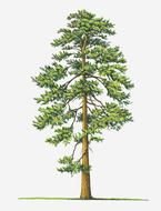 painted green pine on a white background