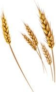 isolated grain spikes