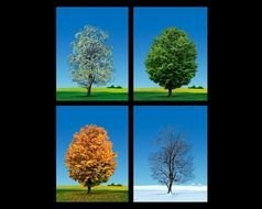 Four Seasons Tree