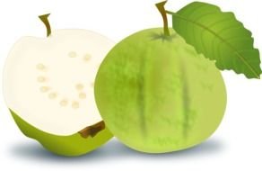 Guava fruits, drawing