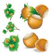 Hazelnut Clip Art