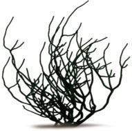 black bush on a white background