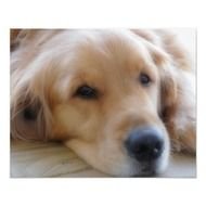 Baby Golden Retriever