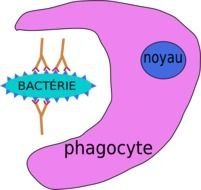 Immune System Clip Art