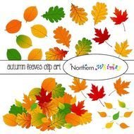 Autumn Leaf Clip Art N3