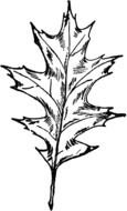 Oak Leaf Clip Art N7