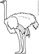 Ostrich Clip Art Black And White N2