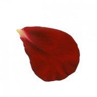 Rose Petals Clip Art N5
