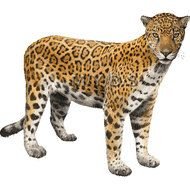 Jaguar Clip Art N10