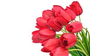 bouquet of red tulips as a picture for clipart