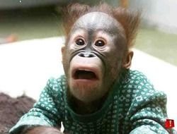 Funny Monkey Faces