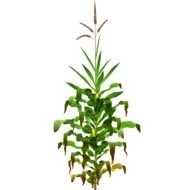 green Corn flower drawing