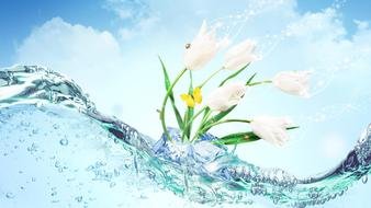 white tulips in water